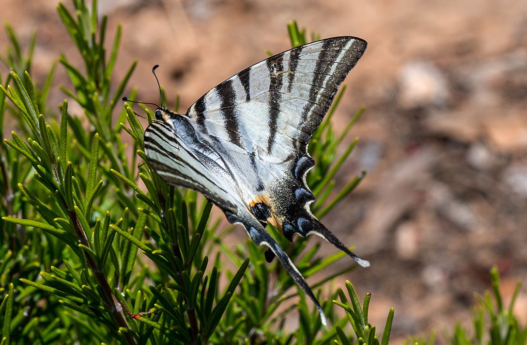 Rhodes Valley of Butterflies.jpg